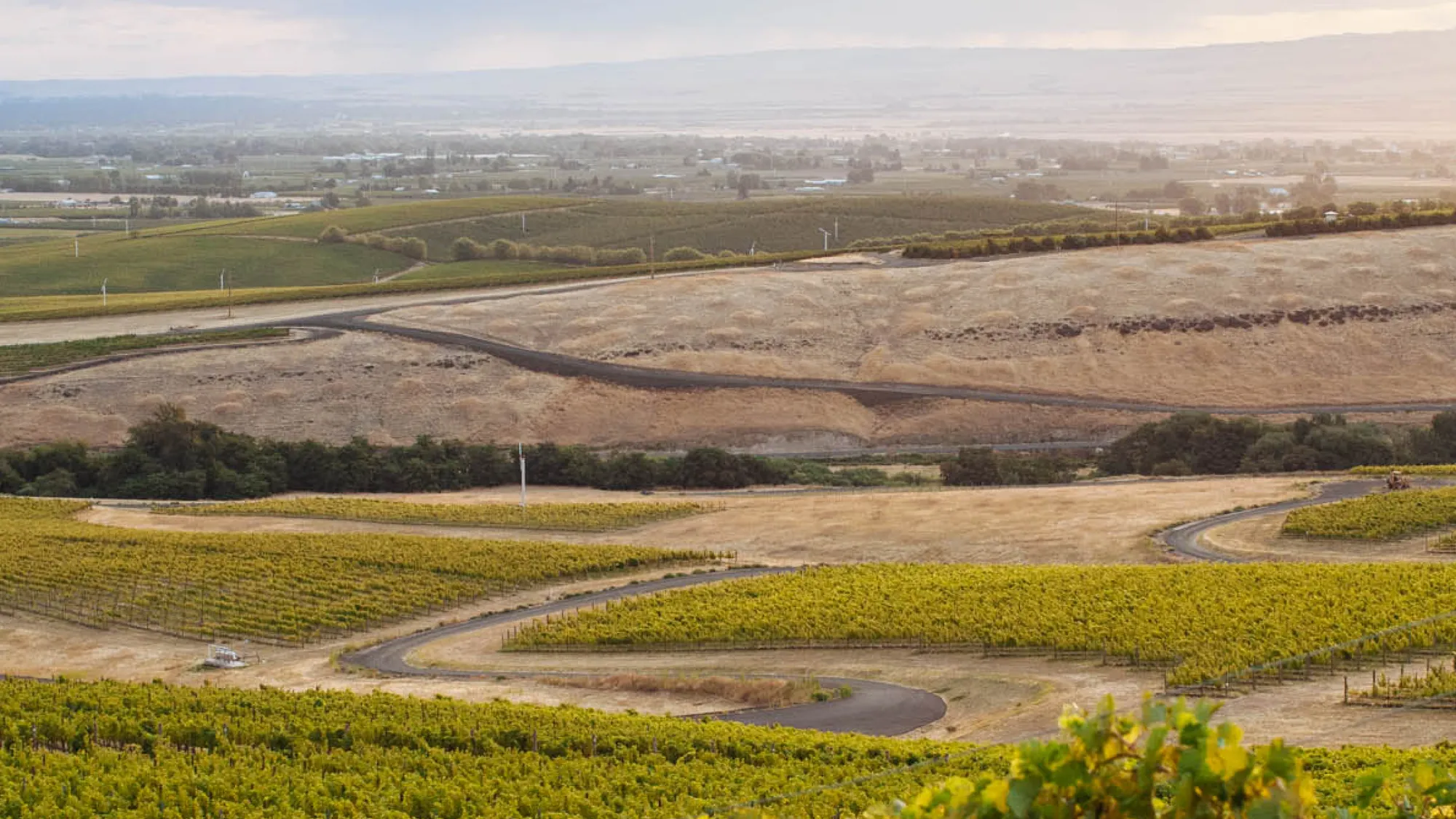 Vineyard landscape.