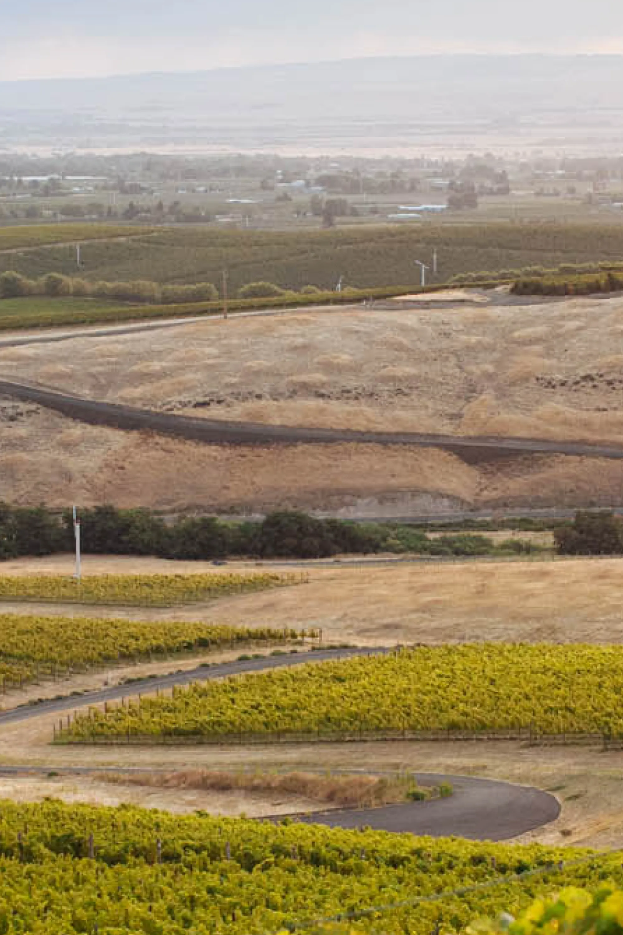 Vineyard landscape.