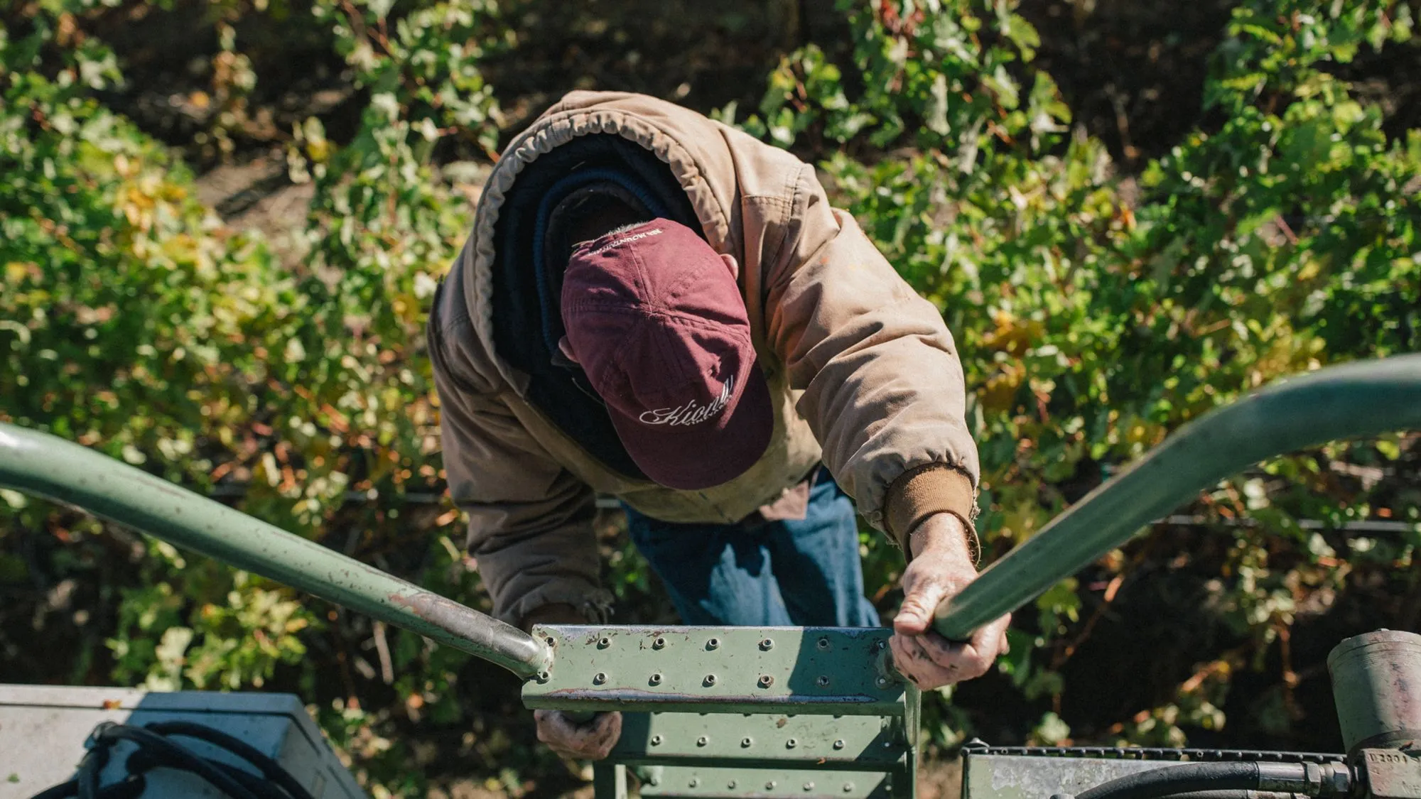 A man climbing down a ladder into a vineyard