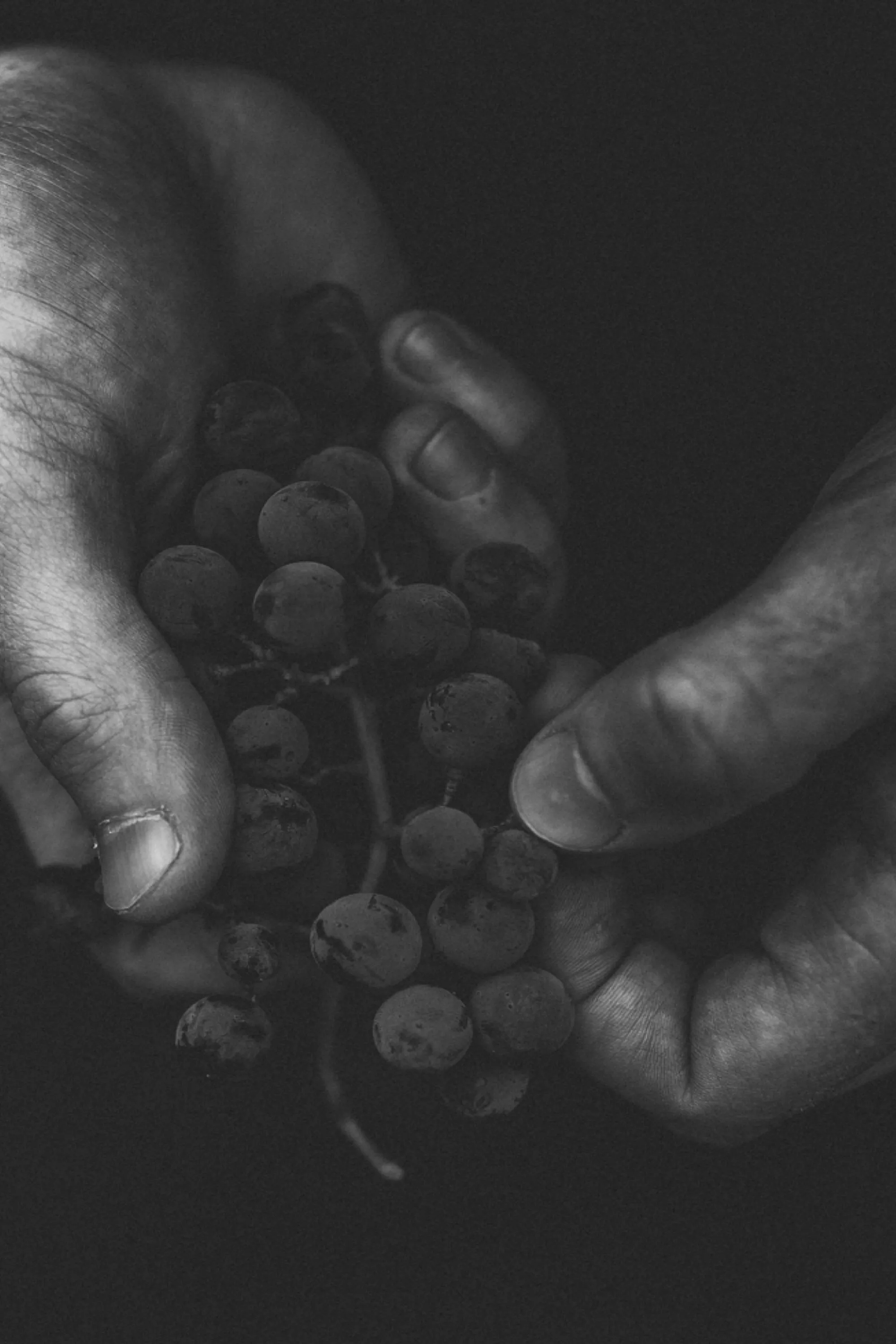 Two hands holding grapes