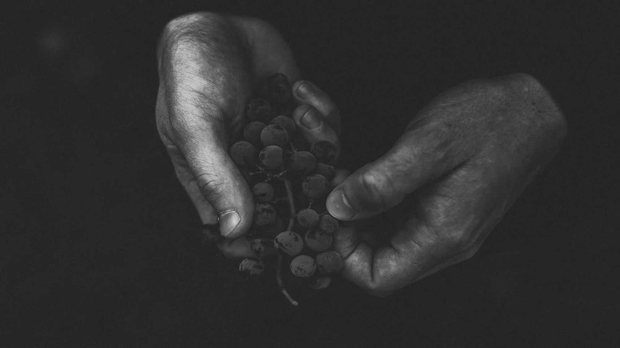 Two hands holding grapes