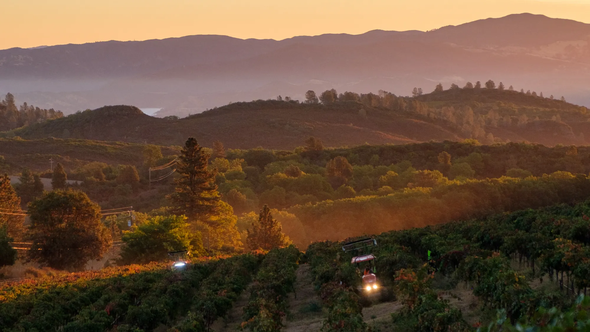 Vineyard at sunset