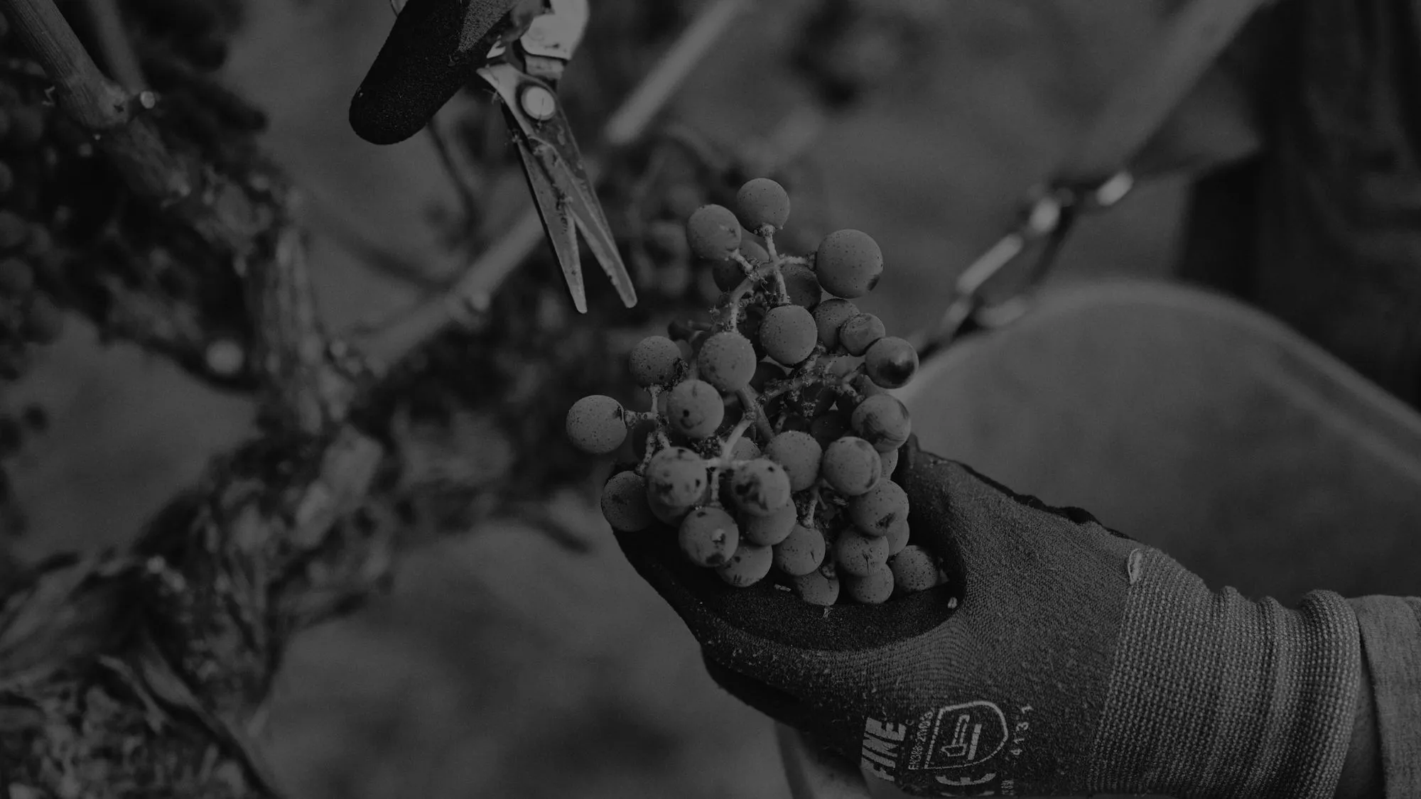 hands picking grapes