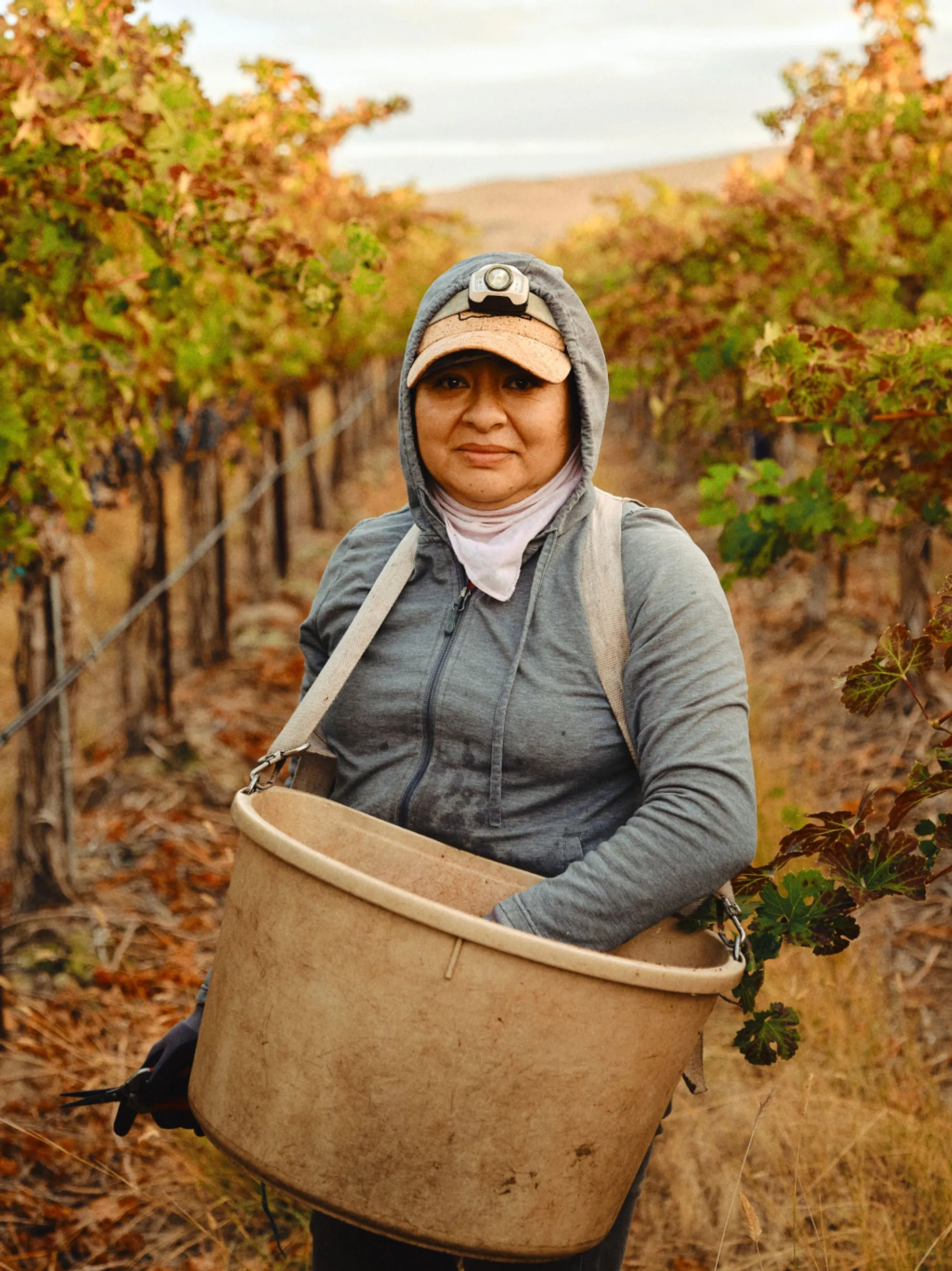 A woman with a basket picking grapes