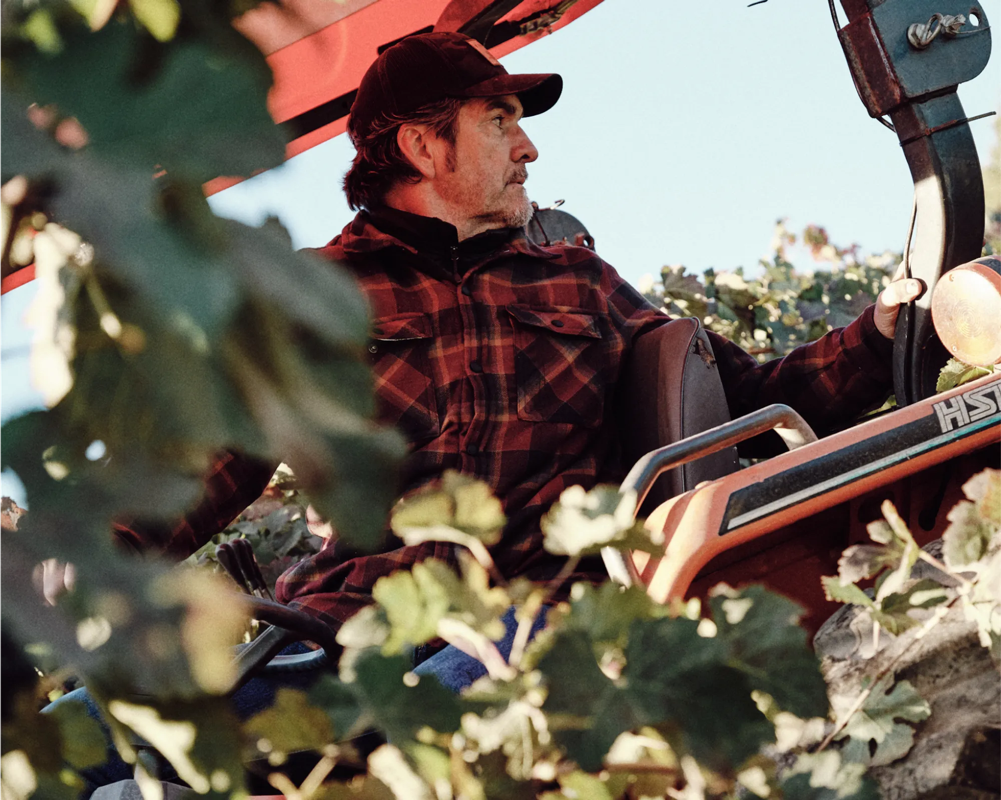 Phil Stahele harvesting grapes