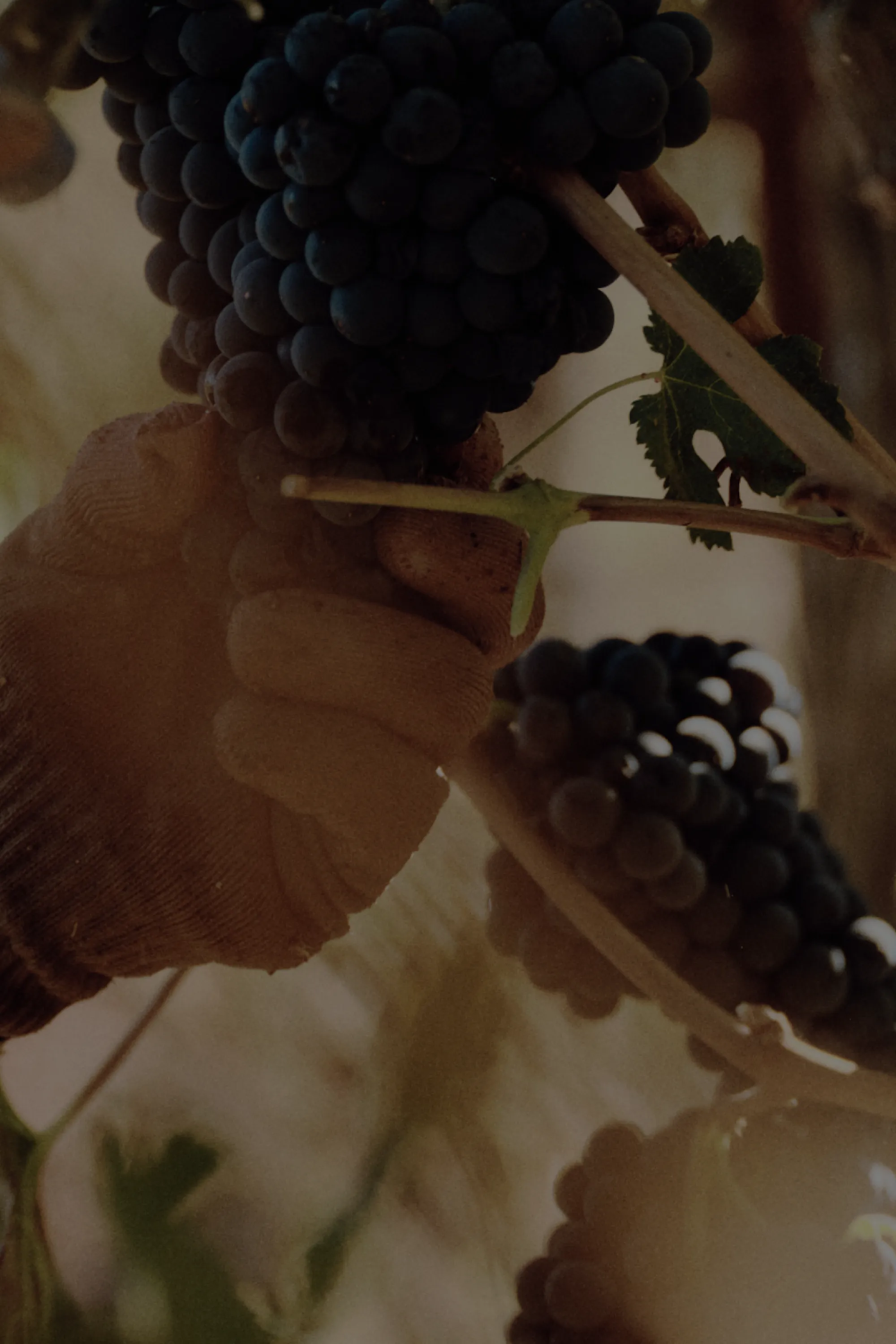 A pair of hands harvesting grapes