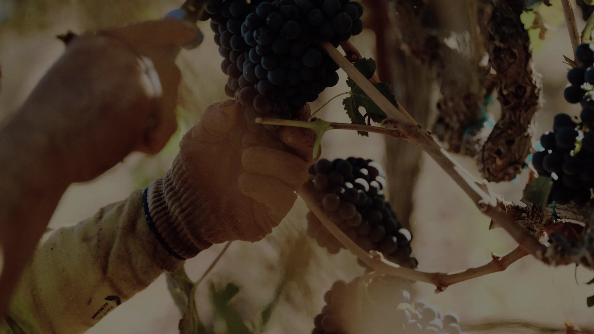 A pair of hands harvesting grapes