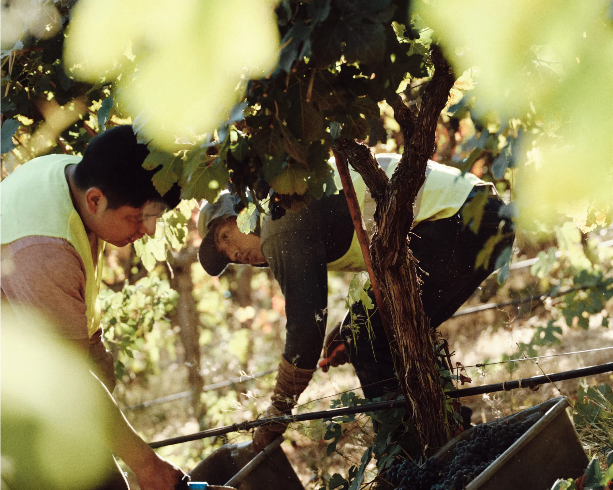 People harvesting grapes